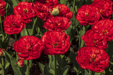 Red tulips