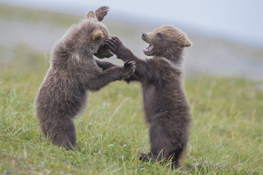 Grizzly Bear Cubs Fighting 