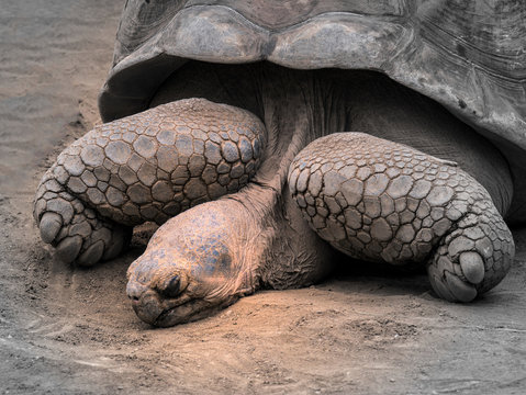 Riesenschildkr&ouml;te