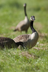 Kanadagänse - Branta canadensis