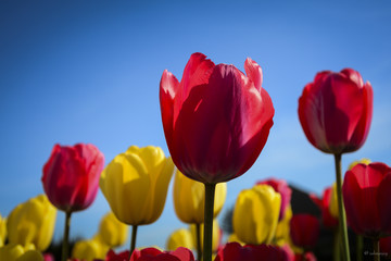 Garden Tulips on Spring