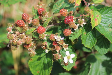 blackberry blackberries  bush wild growing ripening on bramble bush ripe and unripe and flower