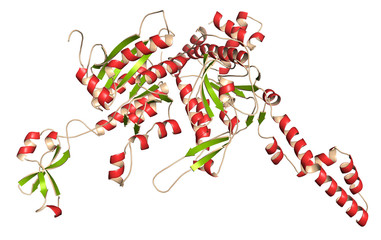 Integrin alpha-4 beta 7 (a4b7, headpiece). Cell surface protein complex that plays a role in directing T lymphocytes to the gut. 3D rendering based on protein data bank entry 3v4v.