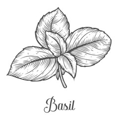 Basil fresh herb leaves plant vector hand drawn illustration on white background. Herbal Ingredient for traditional cuisine, medicine, treatment, cooking, gardening. Engraving style. Isolated on white