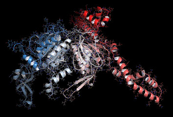 Integrin alpha-4 beta 7 (a4b7, headpiece). Cell surface protein complex that plays a role in directing T lymphocytes to the gut. 3D rendering based on protein data bank entry 3v4v.