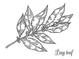 Bay leaf fresh herb plant vector hand drawn illustration on white background. Herbal Ingredient for traditional cuisine, medicine, treatment, cooking, gardening. Engraving style. Isolated on white