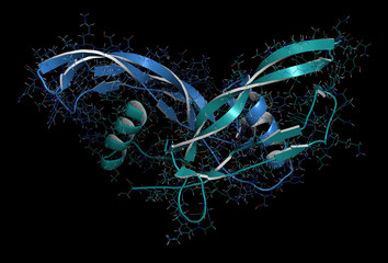 Activin A protein. Stimulates FSH secretion and plays role in regulation of menstrual cycle. 3D rendering based on protein data bank entry 2arv.