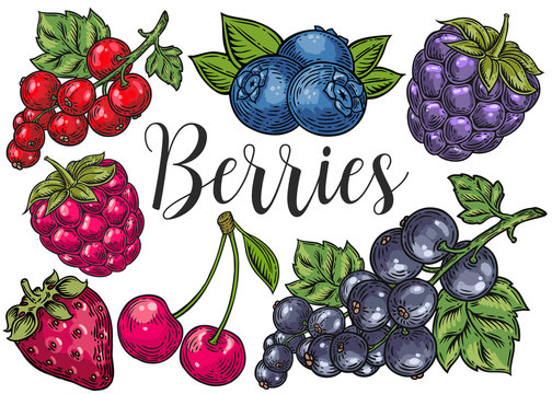 Berry color Hand drawn vector set. Fruit botany illustration. Berries engraving doodle sketch etch line. Currant, raspberry, strawberry, blueberry, cherry on white background. Dessert ingredient