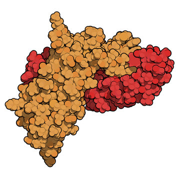 Activin A protein. Stimulates FSH secretion and plays role in regulation of menstrual cycle. 3D rendering based on protein data bank entry 2arv.