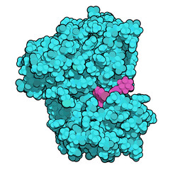 Anaplastic lymphoma kinase (ALK, tyrosine kinase domain) protein. Shown in complex with the inhibitor crizotinib. 3D rendering based on protein data bank entry 2xp2.