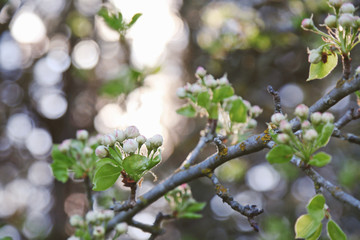 Tree branch with unopened flower buds on blurred background
