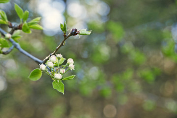 Tree branch with unopened flower buds on blurred background