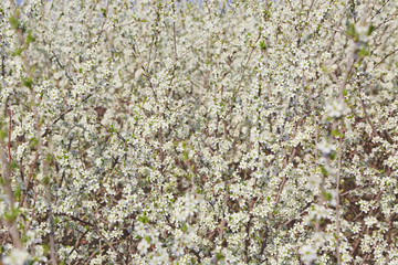Tree branches with blooming flowers, closeup