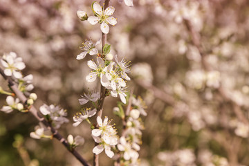 Tree branch with blooming flowers on blurred background