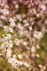 Tree branch with blooming flowers on blurred background