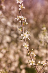 Tree branch with blooming flowers on blurred background