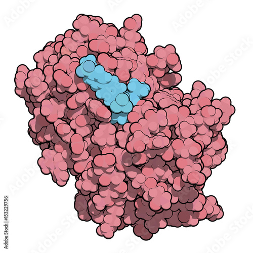 "B-cell Activating Factor (BAFF, Extracellular Domain Fragment) Protein ...