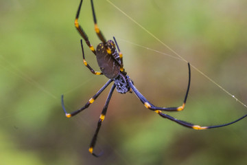 Golden Orb Weaver
