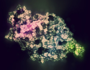B-cell activating factor (BAFF, extracellular domain fragment) protein. Cytokine that acts as B cell activator. Target of the monoclonal antibody drug belimumab. 