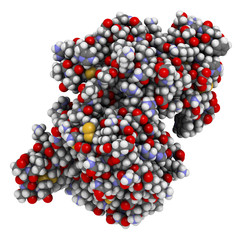 CD38 (ectodomain fragment) enzyme. Target of the monoclonal antibody drug daratumumab, used for the treatment of multiple myeloma. 3D rendering based on protein data bank entry 5f1k.