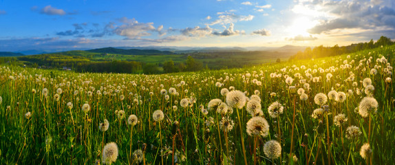 Obraz premium Dandelions