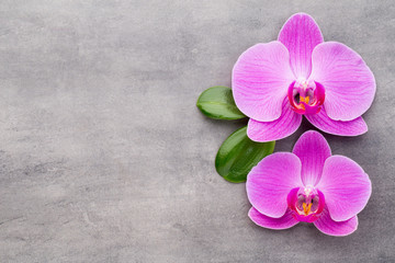 Fototapeta na wymiar Pink orchid on the grey background.