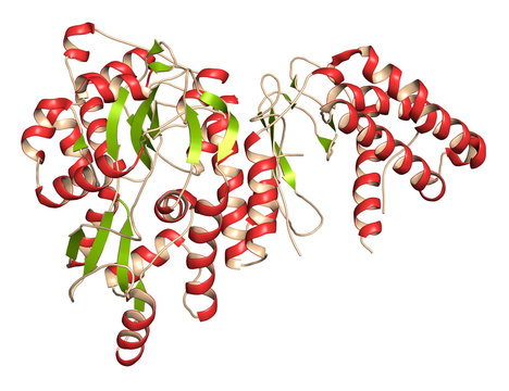 CGRP Receptor (RAMP1:CLR Fusion Protein). Antagonists Of The Calcitonin Gene-related Peptide Receptor (GCRP Receptor Antagonists) Are Investated For The Treatment Of Migraine. 