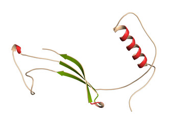 Cystatin C (V57D mutant). Protein used as biomarker of kidney function. 3D rendering based on protein data bank entry 3sva.