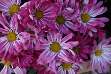 background of pink Chryshantemum