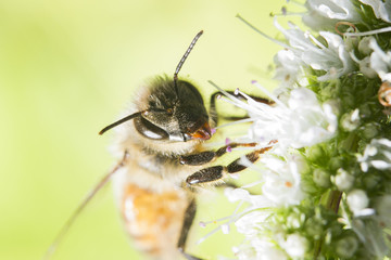 Honey Bee (Apis mellifera) collecting nectar and pollen on Mentha sachalinensis is known by the common name of garden mint