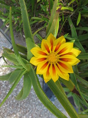Gazania