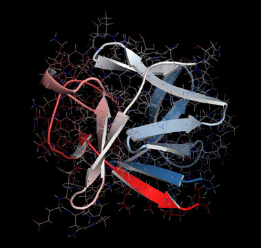 Fibroblast growth factor 1 (FGF1, heparin-binding growth factor 1) protein. FGF1 is being investigated for the treatment of diabetes. 3D rendering based on protein data bank entry 3ud7.