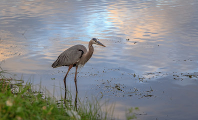 Great Blue Heron near Bank early morning reflection on the water