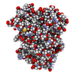 Farnesoid X receptor (ligand binding domain) protein. Target of the drug obeticholic acid. 3D rendering based on protein data bank entry 4wvd.