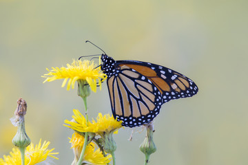 Monarch butterfly