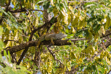 Leguan lauert im Baum