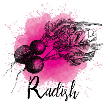 Vector illustration of a radish in hand-drawn graphics. The vegetable is depicted on a violet watercolor background. Design for packaging