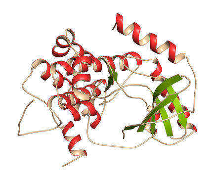 MEK1 Or Mitogen-activated Protein Kinase Kinase 1 (rabbit) Protein. MEK Inhibitors Are Used In Treatment Of Cancer And Include Cobimetinib And Trametinib. 