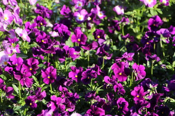magenta bed of pansies