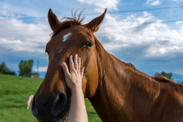The hand of a woman is stroking a horse