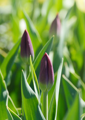 Obraz na płótnie Canvas Violet tulips growing on a green field at springtime.