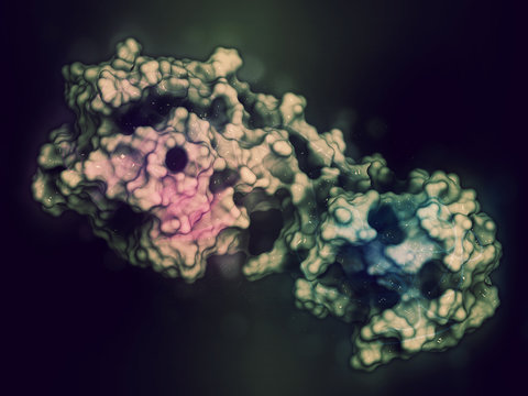 Matrix metalloproteinase 12 (MMP-12, macrophage elastase) enzyme. MMPs are proteases involved in the breakdown of extracellular matrix. 3D rendering based on protein data bank entry 3ba0.