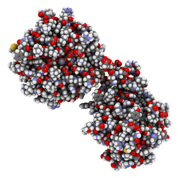 Matrix metalloproteinase 12 (MMP-12, macrophage elastase) enzyme. MMPs are proteases involved in the breakdown of extracellular matrix. 3D rendering based on protein data bank entry 3ba0.