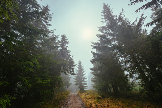 Path through a misty forest © Piotr
