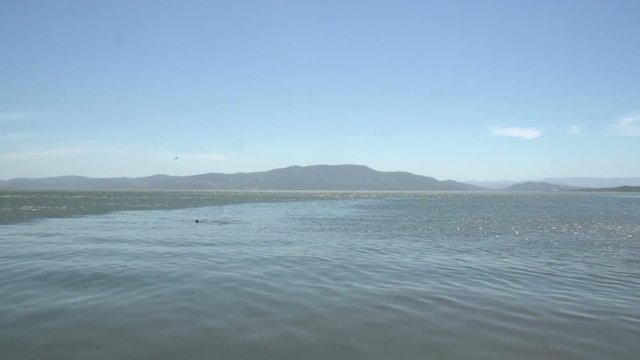 Dolphin comes to surface water, Laguna,  Santa Catarina