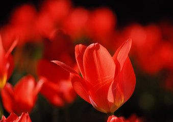Obraz na płótnie Canvas Red tulip at the sun close up