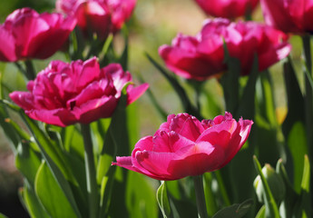 Fototapeta premium Red peony at the sun close up