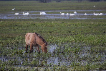 A horse grazing in wet meadows. 