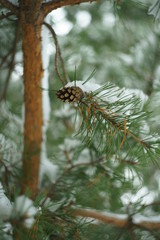 Pine cone.