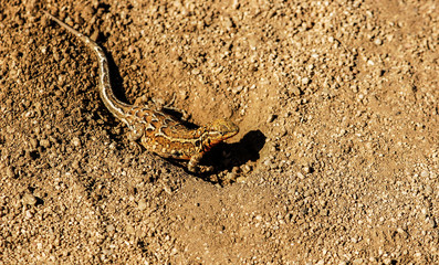 Desert lizard in Antelope Valley